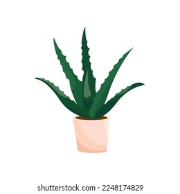 Aloe flat vector illustration. Indoor flower or plant in flowerpot or vase, aloe in pot isolated on white background. Interior, urban jungle concept