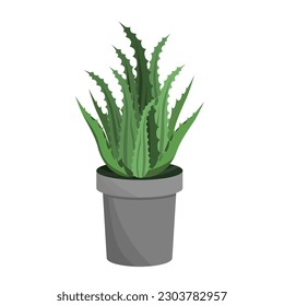 An aloe flower in a pot, a houseplant isolated on a white background.Vector illustration.
