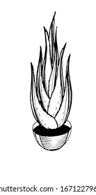 Aloe flower in potted black and white in doodle style graphic. Hand drawing sketch aloe vera vertical. Element of botany. EPS10.