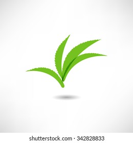 aloe icon
