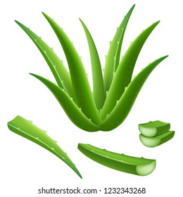 Aloe icon set. Realistic set of aloe vector icons for web design isolated on white background