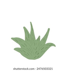 Aloe isolation on white background. Mexican cacti. Exotic plant Vector flat illustration