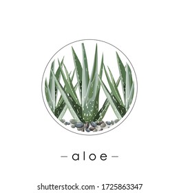 Aloe leaves. Green aloe. Design element in the interior. Sticker, banner, poster, print, logo, card. Vector illustration.