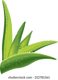 Aloe Leaves With Water Drops