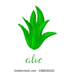 Aloe on white background. Hand drawn vector colorful poster.