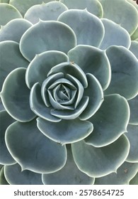 Aloe plant in the foreground. Vector image. Poster