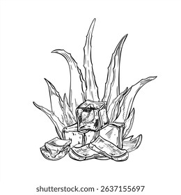 Aloe plant with ice cubes and leaf slices monochrome vector illustration painted by black inks. Skincare botanical and cooling elements for facial care products, wellness concept, spa decor.