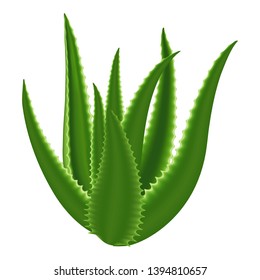 Aloe plant icon. Cartoon of aloe plant vector icon for web design isolated on white background