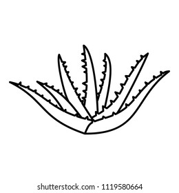 Aloe plant icon. Outline illustration of aloe plant vector icon for web design isolated on white background