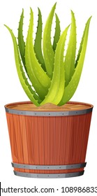 Aloe Plant in the Pot illustration