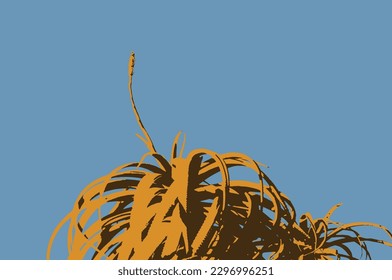 Aloe plant with sky as background