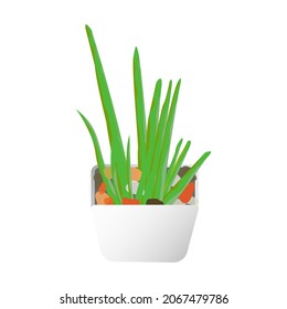 an aloe plant vector model with colourful pebbles editable and ready to be used by illustrators and interior designers as plant props for their projects.aloevera mockup design graphic element.