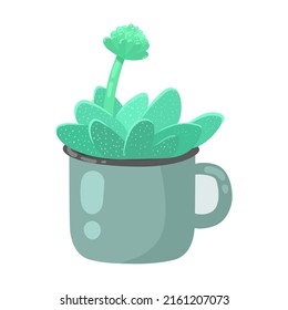 Aloe in pot cartoon illustration. Desert plants or home plants on shelves, Arizona succulents isolated on white