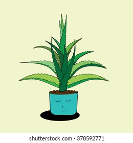 Aloe in a pot with gravel