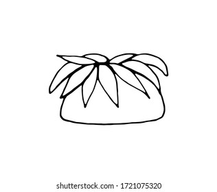 Aloe in a pot. Plant for the room. Vector isolated illustration with a houseplant on a white background. Design of books on botany and biology. Doodle style. Aloe. A separate element of a houseplant.