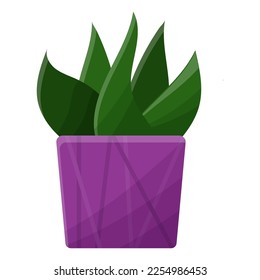 Aloe in a purple flowerpot, indoor cactus in a cartoon style with shadows and highlights