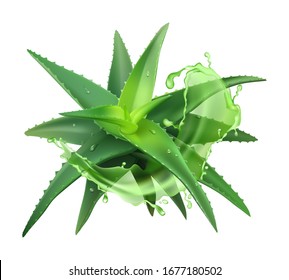 Aloe realistic plant. Green aloe vera, medicine plant and juice splash, natural cosmetology component and skin cream isolated vector illustration