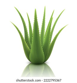 Aloe realistic plant. Template packaging label skin care products design. Green aloe vera, medicine plant, natural cosmetology component, 3d vector illustration, isolated on white background