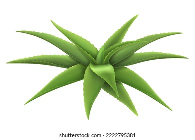 Planta realista Aloe. Diseño de productos de cuidado de la piel con etiqueta de envase de plantilla. Aloe vera verde, planta de medicina, componente cosmetológico natural, ilustración vectorial 3d, aislado en fondo blanco