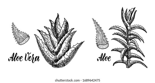 Aloe Treelike and Aloe Vera Sketch. Botanical drawing. Medicinal plants.