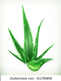 Aloe, Vector Icon