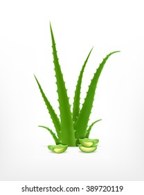 Aloe. Vector icon. EPS10