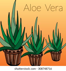 Aloe vector illustration, hand-drawn