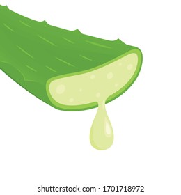 Aloe vector. Aloe on white background. free space for text. copy space.