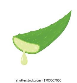 Aloe vector. Aloe on white background. free space for text. copy space.