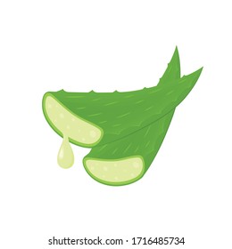Aloe vector. Aloe on white background. free space for text. copy space.