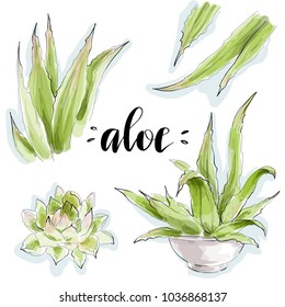 Aloe vector set drawn in watercolor style. Beautiful floral collection for romantic greeting card design, spring invitation, nature print or botanical poster.