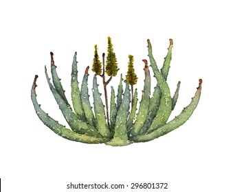 Aloe vera