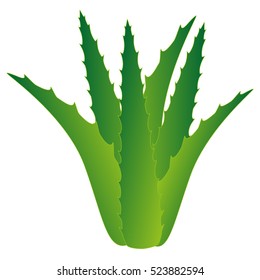 Aloe vera.
