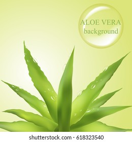 Aloe vera background with water drops. Vector illustration EPS10.