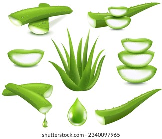 Aloe Vera Big Set Isolated White Background With Gradient Mesh, Vector Illustration