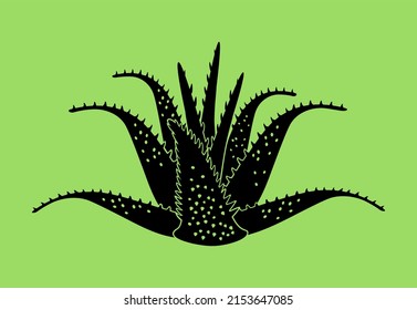 Aloe vera. Black vector silhouette of aloe isolated on green background.