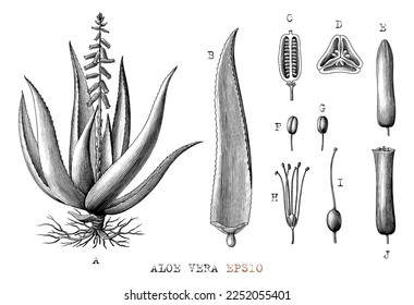 Aloe vera botánica dibujar estilo grabado vintage clip en blanco y negro