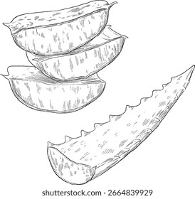 Aloe Vera Botanical Hand Drawn Sketch