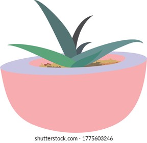 aloe vera cactus en olla redonda