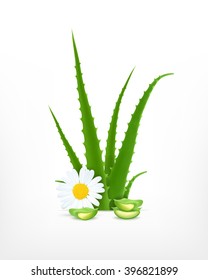 Aloe vera with chamomile. Vector icon. EPS10 