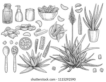 Aloe Vera Collection, Illustration, Drawing, Engraving, Ink, Line Art, Vector