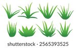 Aloe vera colored clipart hand drawn vector illustrations