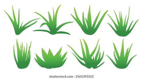 Aloe vera colored clipart hand drawn vector illustrations