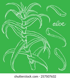 Aloe vera colored hand drawn vector sketch