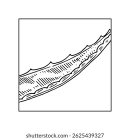 Aloe vera coloring book page. Square illustration template concept. Natural cosmetics ingredient. Hand drawn ink sketch plant from coloring for adults as hobby.
