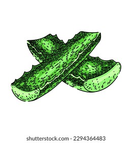 aloe vera cosmetic hand drawn. plant leaf, fresh gel, water green, care cactus, drop herbal aloe vera cosmetic vector sketch. isolated color illustration