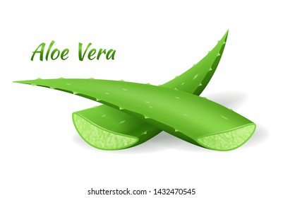 Aloe Vera cot leafs, realistic green plants, aloe leaves and cut pieces, isolated on white background, vector illustration