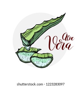 Aloe vera cut leaf with oil essence drop realistic. Skin health care cosmetic green natural organic dermatology product vitamins. Vector isolated skincare healthcare illustration, white background