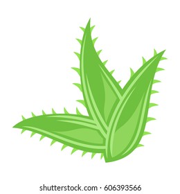 Diseño Aloe vera, ilustración vectorial.