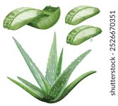 Aloe vera digital painted, vector isolated on transparent background.